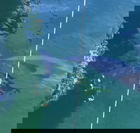 Dolphin Cruise from Adelaide with Optional Dolphin Swim