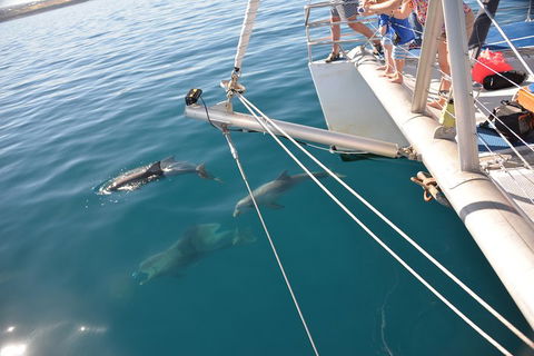Dolphin Cruise From Adelaide With Optional Dolphin Swim - Gold Coast Attractions 1