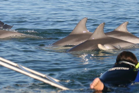 Dolphin Cruise From Adelaide With Optional Dolphin Swim - Gold Coast Attractions 2