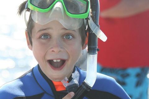 Dolphin Cruise From Adelaide With Optional Dolphin Swim - Gold Coast Attractions 3