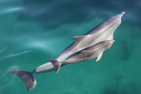 Dolphin Cruise From Adelaide With Optional Dolphin Swim - Gold Coast Attractions 4