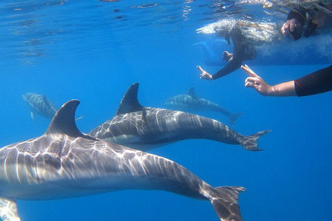 Dolphin Cruise From Adelaide With Optional Dolphin Swim - Gold Coast Attractions 5