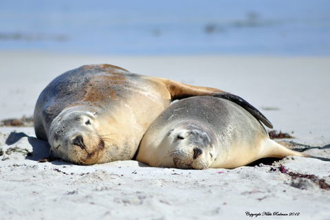 NEW TOUR - Kangaroo Island Road To Recovery Tour (1 Day/1 Night) - Gold Coast Attractions 1