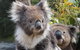 Kuranda Koala Gardens And Birdworld Admission Tickets - thumb 0