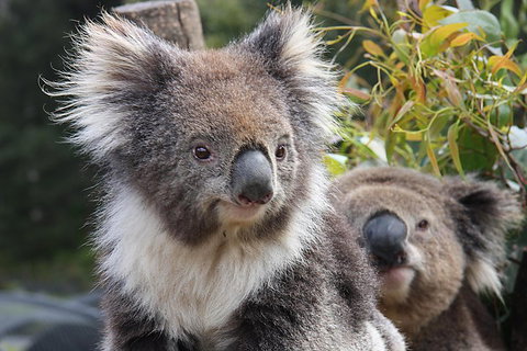 Kuranda Koala Gardens And Birdworld Admission Tickets - Gold Coast Attractions 0