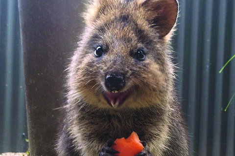 Kuranda Koala Gardens And Birdworld Admission Tickets - Gold Coast Attractions 2