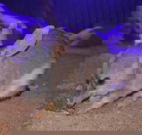 Kuranda Wildlife Experience Three Attraction Pass - Gold Coast Attractions