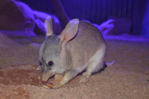 Kuranda Wildlife Experience Three Attraction Pass - Gold Coast Attractions 0