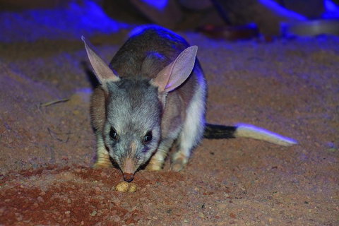 Kuranda Koala Gardens General Entry Ticket - Gold Coast Attractions 3
