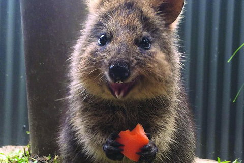 Kuranda Koala Gardens General Entry Ticket - Gold Coast Attractions 5