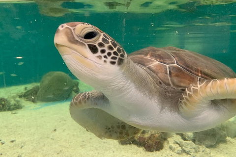 Cairns Aquarium Marine Life Encounter Ticket With 2-Course Lunch - Gold Coast Attractions 0