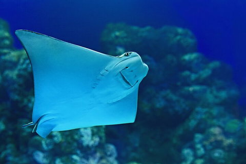 Cairns Aquarium Marine Life Encounter Ticket With 2-Course Lunch - Gold Coast Attractions 4