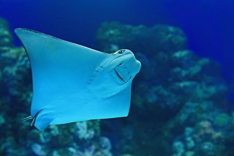 Cairns Aquarium Admission Ticket - Gold Coast Attractions 2