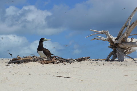 Seastar Luxury Outer Great Barrier Reef Island And Reef Tour From Cairns - Gold Coast Attractions 1