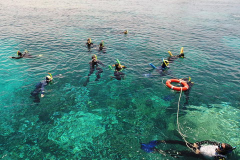 Seastar Luxury Outer Great Barrier Reef Island And Reef Tour From Cairns - Gold Coast Attractions 2