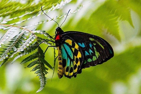 Private Daintree And Cape Tribulation Tour From Port Douglas - Gold Coast Attractions 2