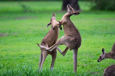 Private Daintree And Cape Tribulation Tour From Port Douglas - Gold Coast Attractions 4