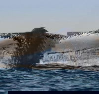 Sydney Whale-Watching Cruise Including Lunch or Breakfast - Gold Coast Attractions