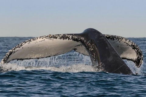 Sydney Whale-Watching Cruise Including Lunch Or Breakfast - Gold Coast Attractions 0