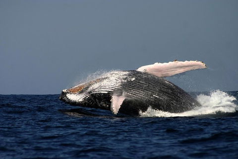 Sydney Whale-Watching Cruise Including Lunch Or Breakfast - Gold Coast Attractions 1