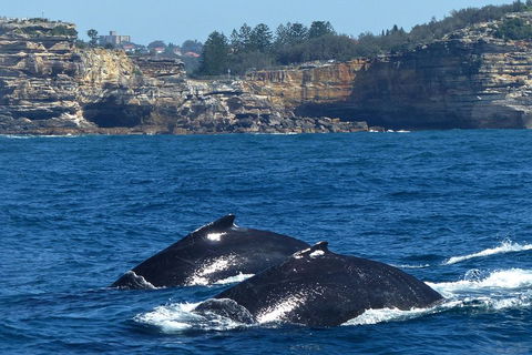 Sydney Whale-Watching Cruise Including Lunch Or Breakfast - Gold Coast Attractions 2