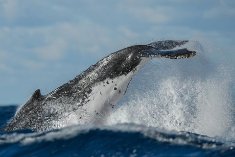 Sydney Whale-Watching Cruise Including Lunch Or Breakfast - Gold Coast Attractions 4