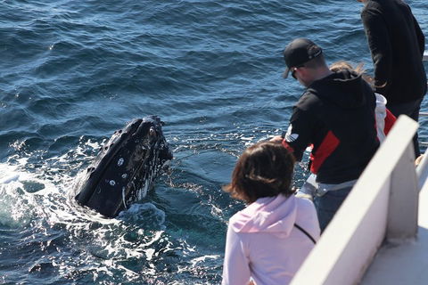 Sydney Whale-Watching Cruise Including Lunch Or Breakfast - Gold Coast Attractions 5