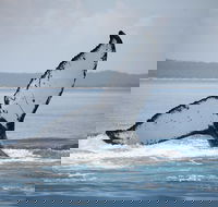 Hervey Bay Whale Watching Cruise - Gold Coast Attractions