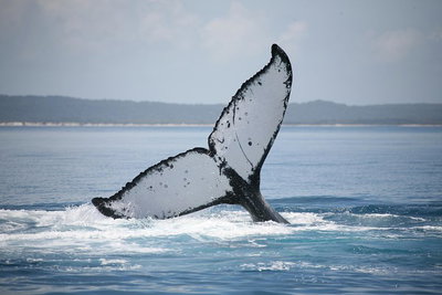 Hervey Bay Whale Watching Cruise