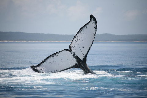 Hervey Bay Whale Watching Cruise - Gold Coast Attractions 0