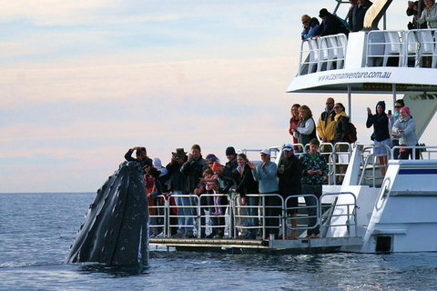 Hervey Bay Whale Watching Cruise - Gold Coast Attractions 1