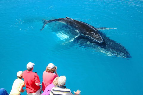 Hervey Bay Whale Watching Cruise - Gold Coast Attractions 2