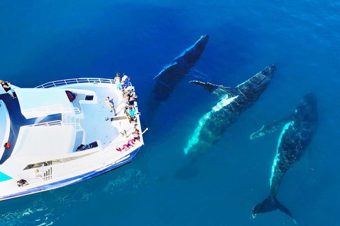 Hervey Bay Whale Watching Cruise - Gold Coast Attractions 3