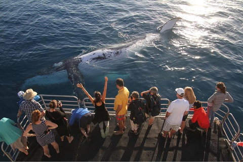 Hervey Bay Whale Watching Cruise - Gold Coast Attractions 4
