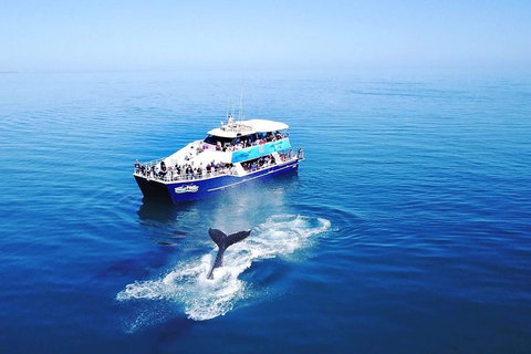 Hervey Bay Whale Watching Cruise - Gold Coast Attractions 5