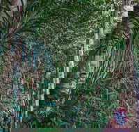 Atherton Tablelands Rain Forest by Night from Cairns - Gold Coast Attractions