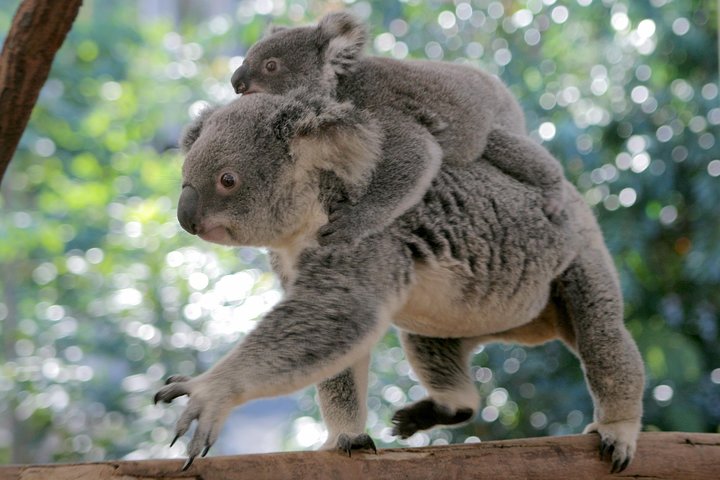 Brisbane QLD Gold Coast Attractions