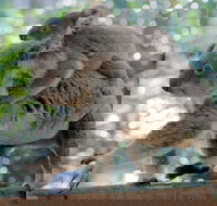 Lone Pine Koala Sanctuary Admission with Brisbane River Cruise - Gold Coast Attractions