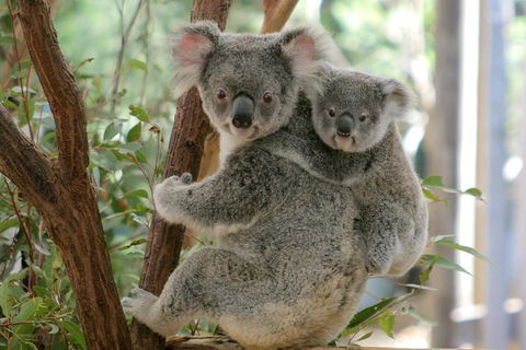 Lone Pine Koala Sanctuary Admission With Brisbane River Cruise - Gold Coast Attractions 3