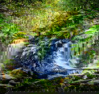 Day Tour in Mt. Field Mt. Wellington Bonorong Wildlife Sanctuary and Richmond - Gold Coast Attractions
