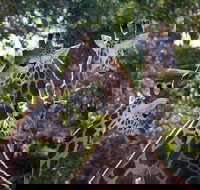 Werribee Open Range Zoo General Admission Ticket - Gold Coast Attractions