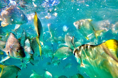 Moreton Island Day Trip (Kayak, Snorkel & Sandboard) Frm Brisbane Or Gold Coast - Gold Coast Attractions 1