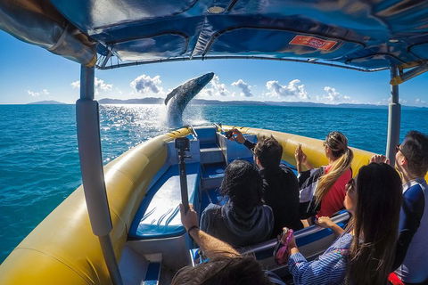 Ocean Rafting Tour To Whitehaven Beach, Hill Inlet Lookout & Top Snorkel Spots - Gold Coast Attractions 4