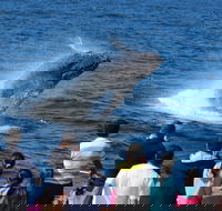 Tangalooma Island Resort Whale Watching Day Cruise - Gold Coast Attractions