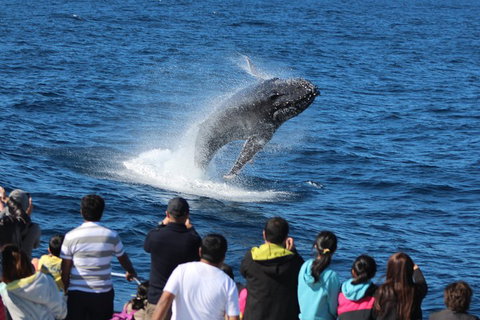 Tangalooma Island Resort Whale Watching Day Cruise - Gold Coast Attractions 0