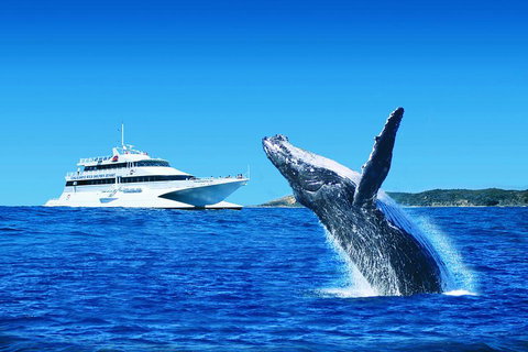 Tangalooma Island Resort Whale Watching Day Cruise - Gold Coast Attractions 1