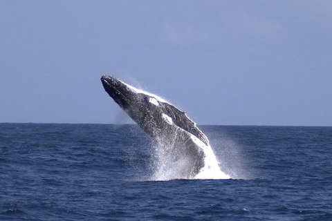 Tangalooma Island Resort Whale Watching Day Cruise - Gold Coast Attractions 4