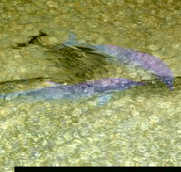 Tangalooma Island Resort Whale Watching Day Cruise with Dolphin Viewing - Gold Coast Attractions