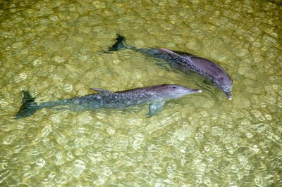 Tangalooma Island Resort Whale Watching Day Cruise with Dolphin Viewing