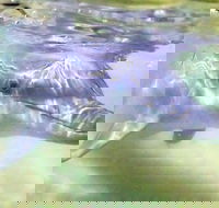 Tangalooma Island Resort Whale Watching Day Cruise with Dolphin Feeding - Gold Coast Attractions